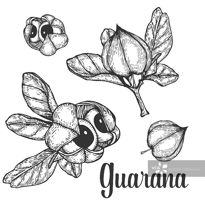 瓜拉纳籽果能量咖啡因图片素材