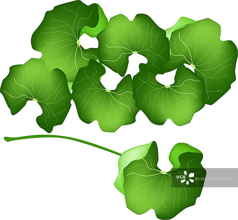 白色背景上的新鲜积雪草图片素材