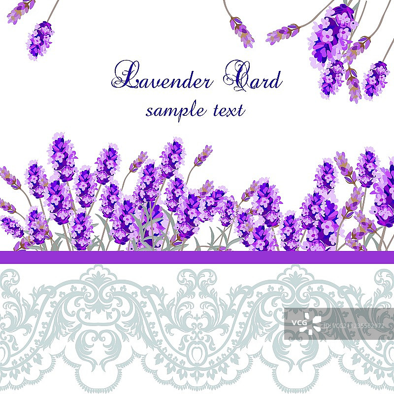 带蕾丝边的薰衣草卡片图片素材