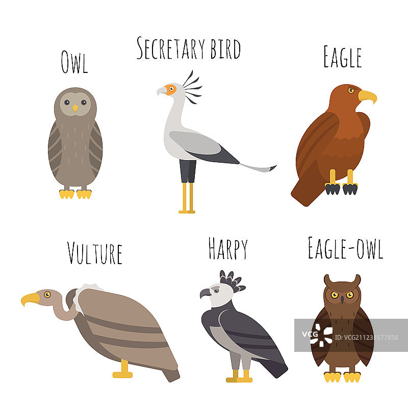 彩色猛禽图标合集：猫头鹰与秃鹫图片素材