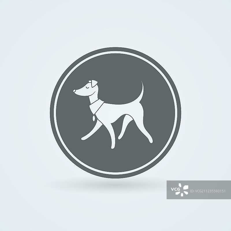 可爱的意大利灵缇犬图片素材