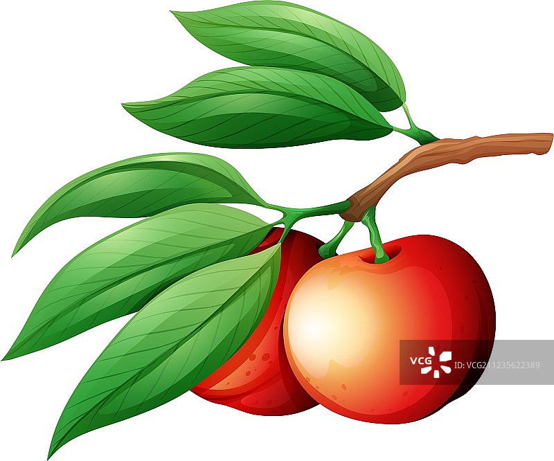 树枝上的新鲜油桃图片素材