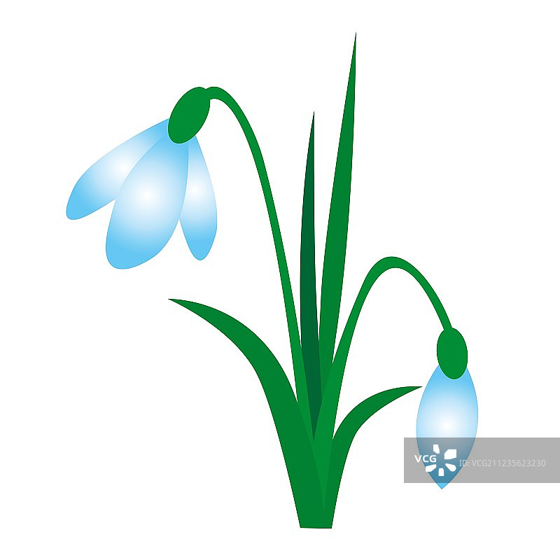 雪花莲图片素材