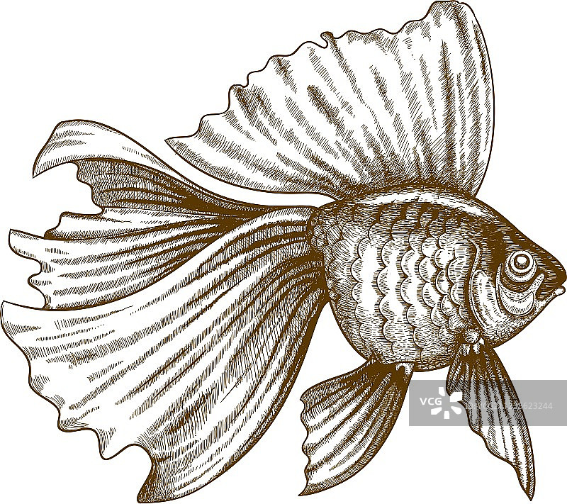 金鱼雕刻图片素材