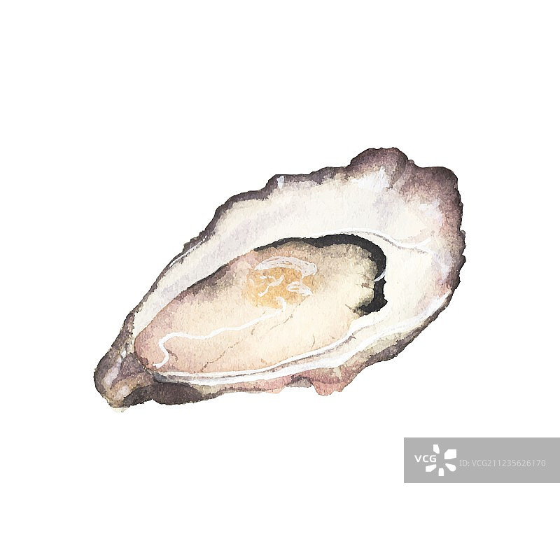 水彩生蚝图片素材