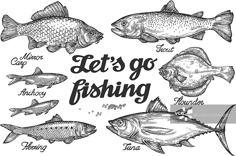 手绘鱼类素描鳟鱼图片素材