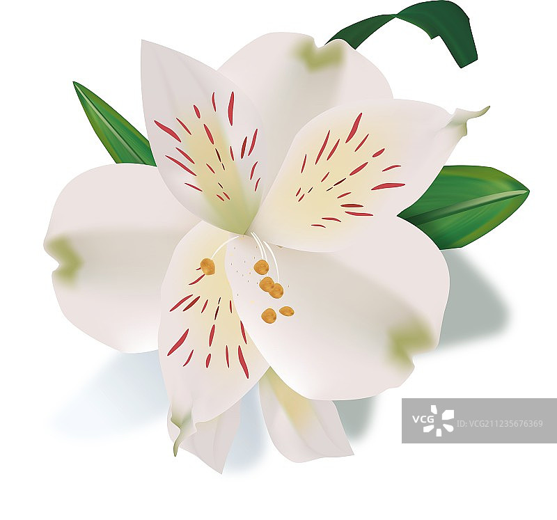 逼真的百合花图片素材