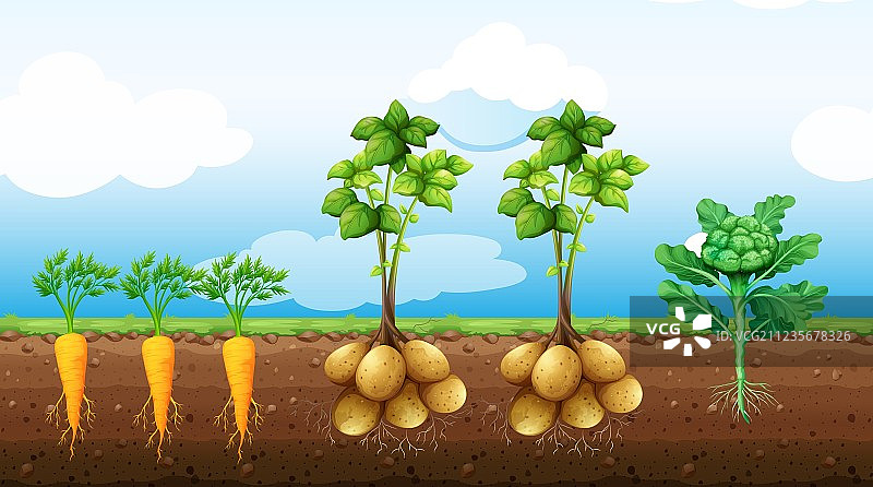 农场里种植着各种蔬菜图片素材