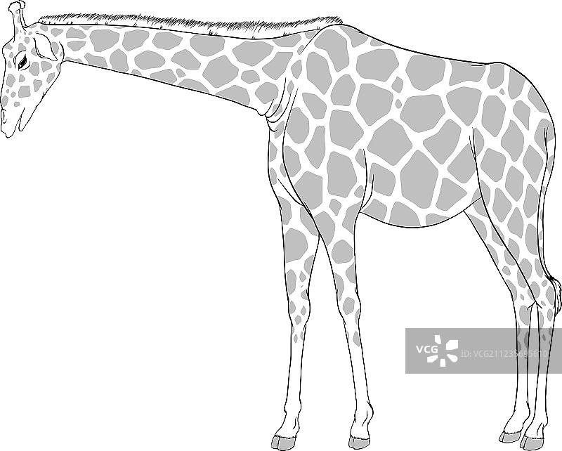 长颈鹿素描图片素材