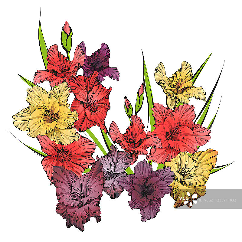 手绘盛开的唐菖蒲花卉图片素材