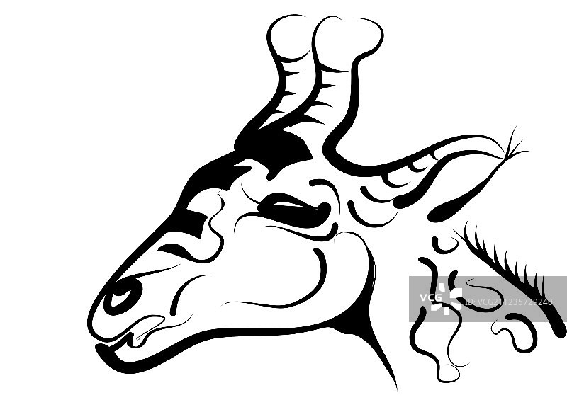 南非长颈鹿图片素材