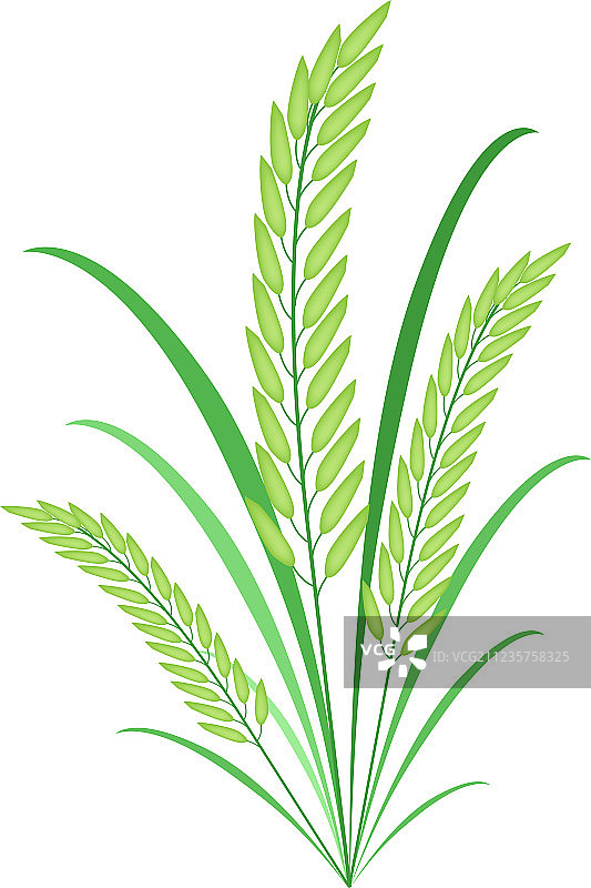 谷物植物或绿色稻米在白色背景上图片素材