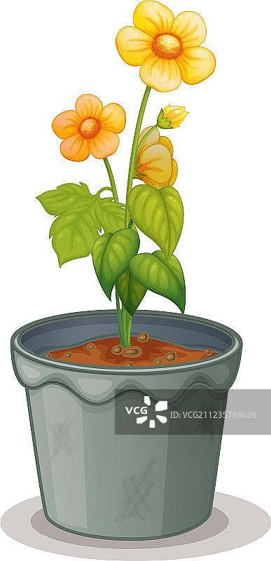 盆栽植物图片素材