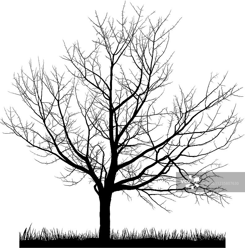 冬日里的樱花树图片素材