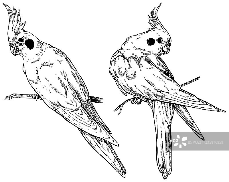 鸡尾鹦鹉图片素材