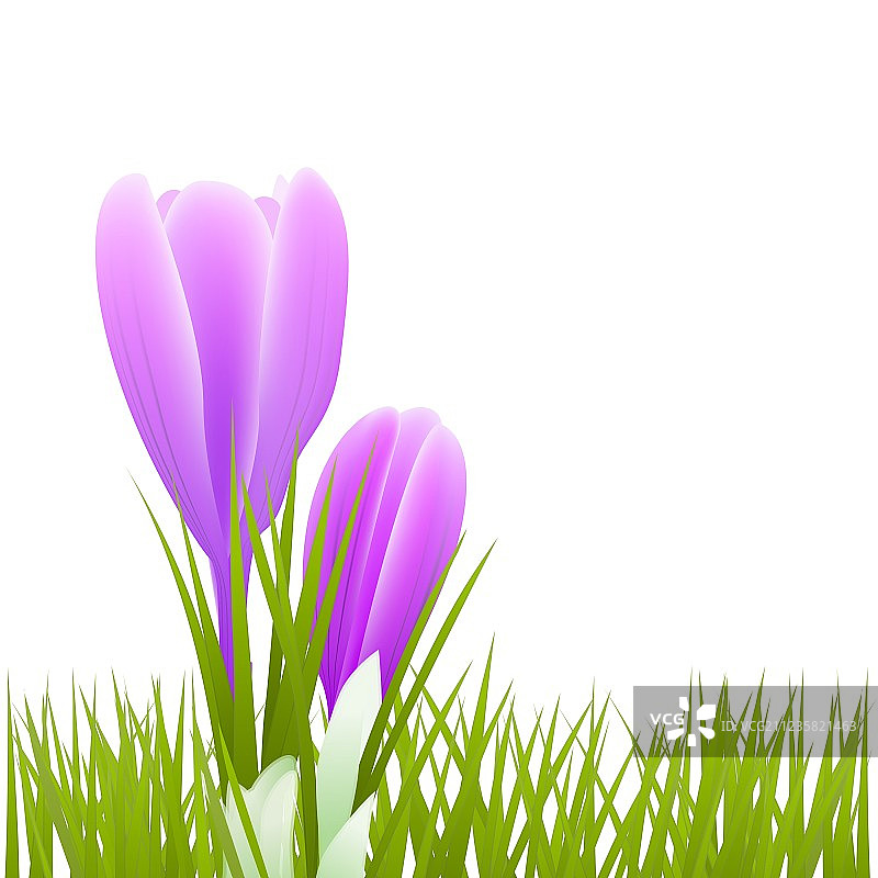 番红花B01图片素材