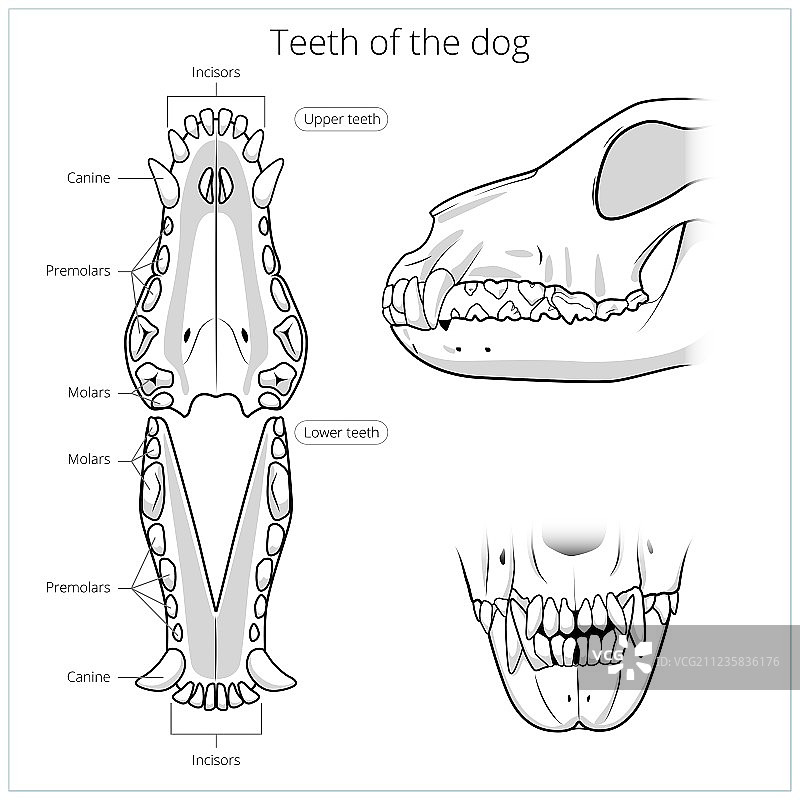 犬齿的兽医检查图片素材