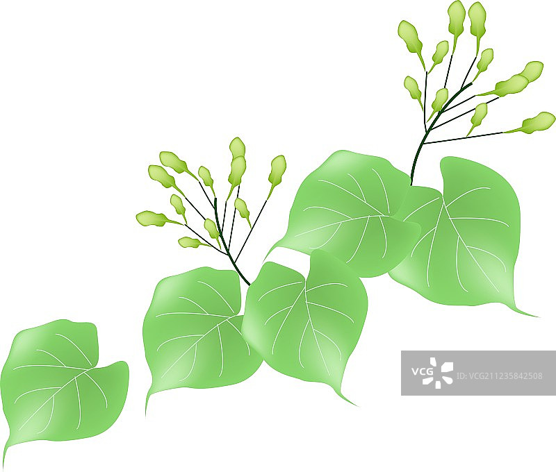 白色背景上的球兰或马达加斯茉莉图片素材