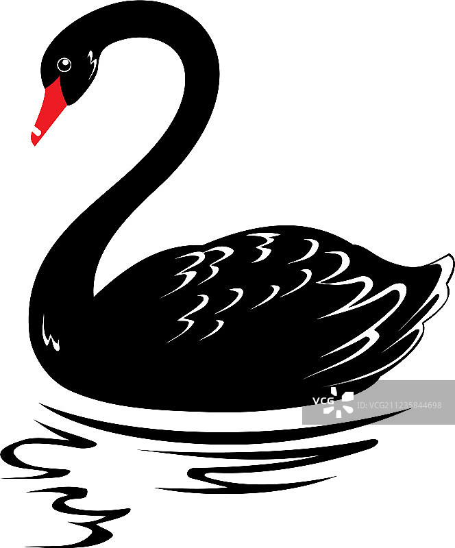 黑天鹅图片素材