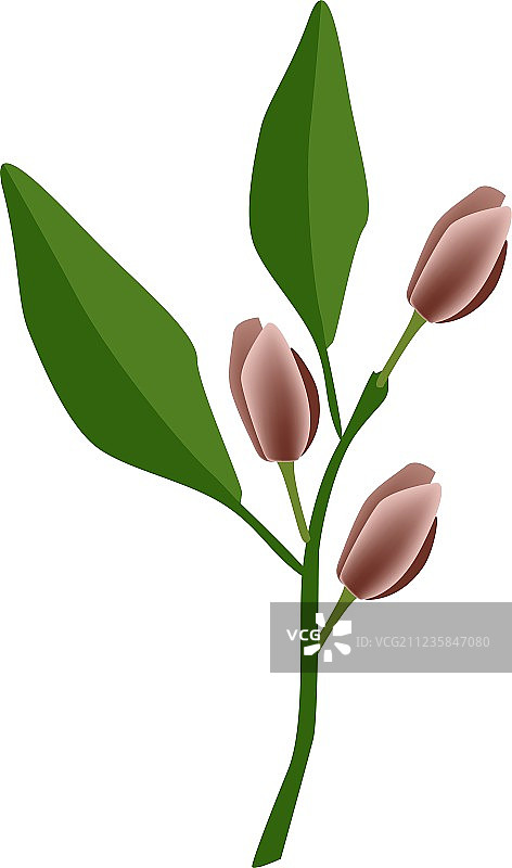 波特酒玉兰花或紫玉兰花图片素材