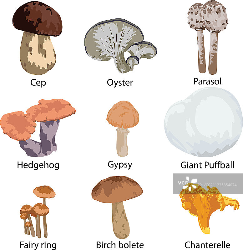 食用蘑菇套装图片素材