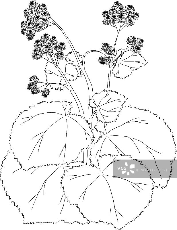 优雅的牛蒡图片素材