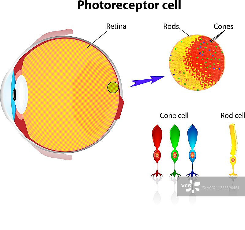 视网膜杆状细胞和锥状细胞图片素材