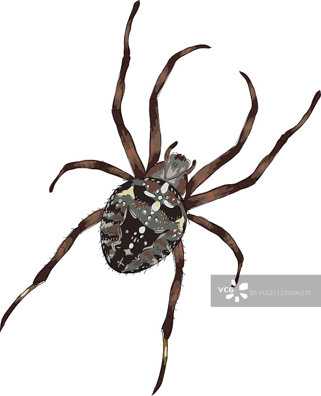 黑色背景上带有十字图案的大蜘蛛图片素材