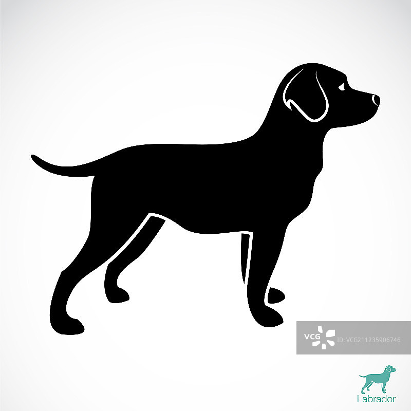 拉布拉多犬图片素材