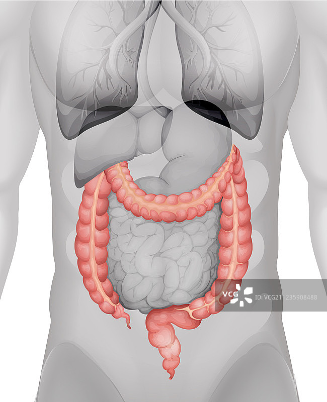 人体内的大肠图片素材