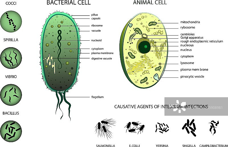 微生物学动物细胞细菌图片素材