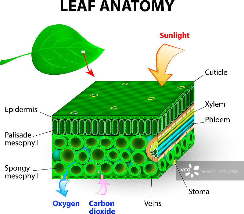 叶子结构图片素材