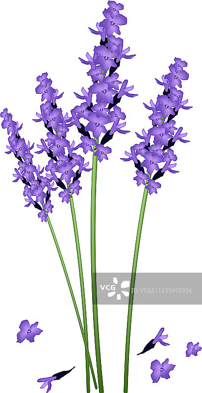 白色背景上的紫色薰衣草图片素材