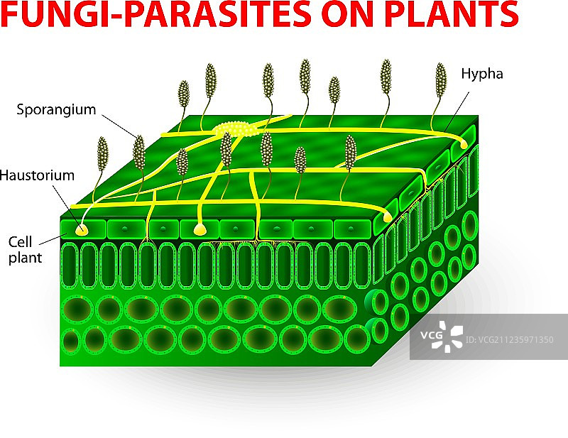 植物上的真菌寄生图片素材