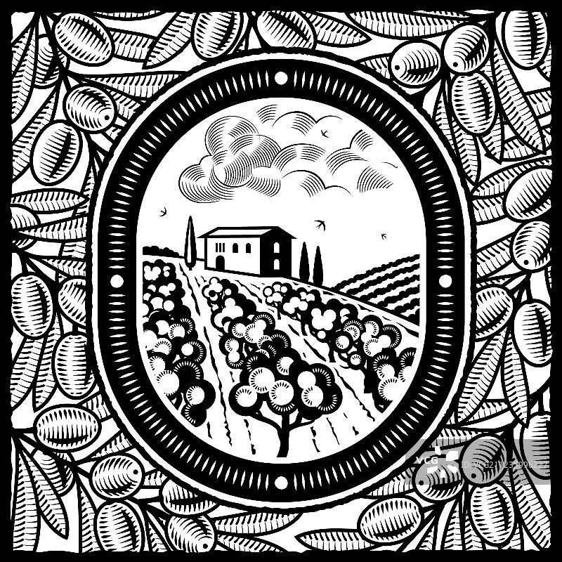 黑白橄榄树林图片素材