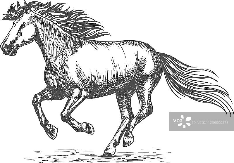 运动赛事上飞奔的白色壮马图片素材