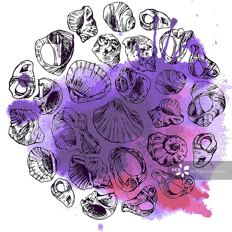 海螺贝壳图片素材