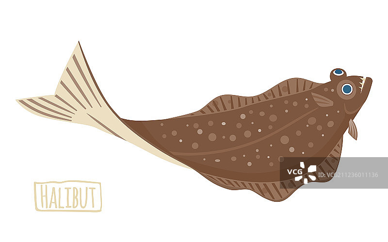 大比目鱼图片素材