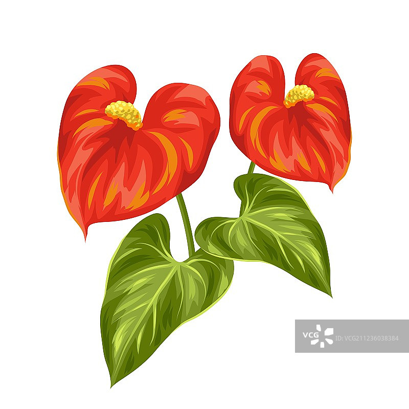 两个装饰性花烛的花束图片素材