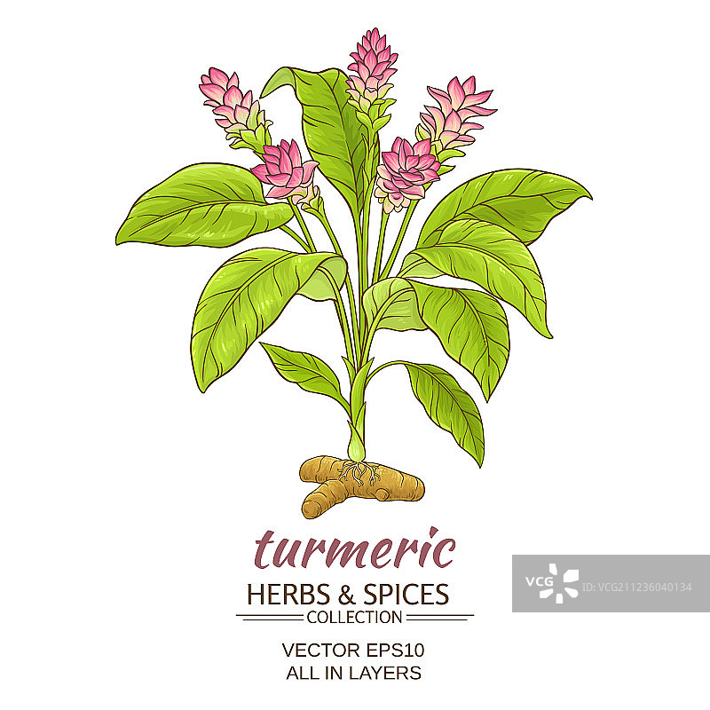 姜黄植物图片素材