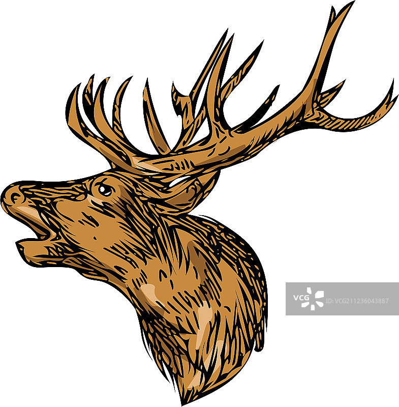 红鹿咆哮头部绘画图片素材