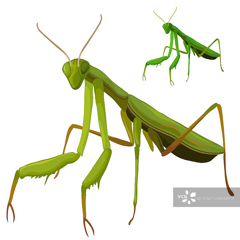 白色背景上的绿蚱蜢特写图片素材