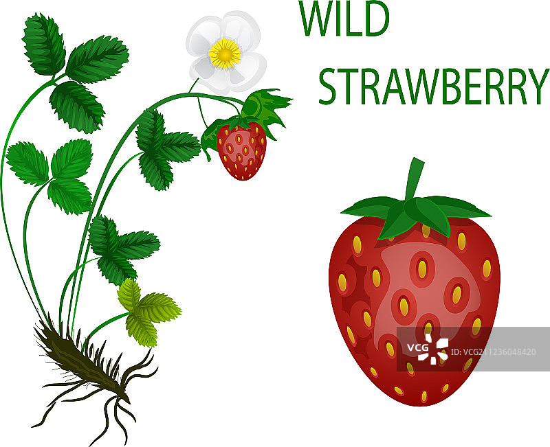 野草莓图片素材