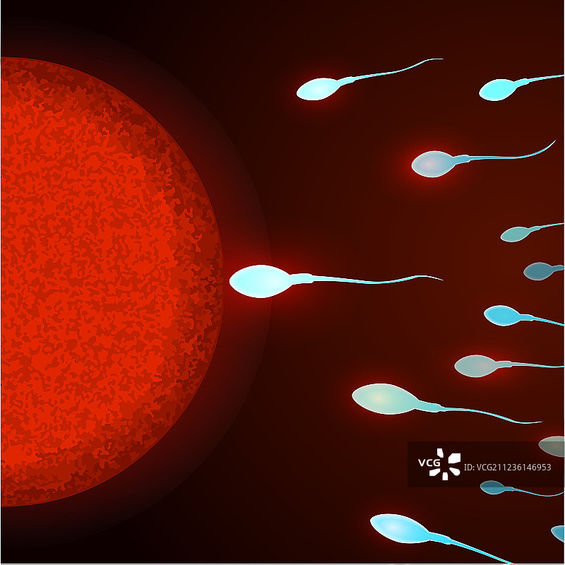 人类卵细胞受精图片素材