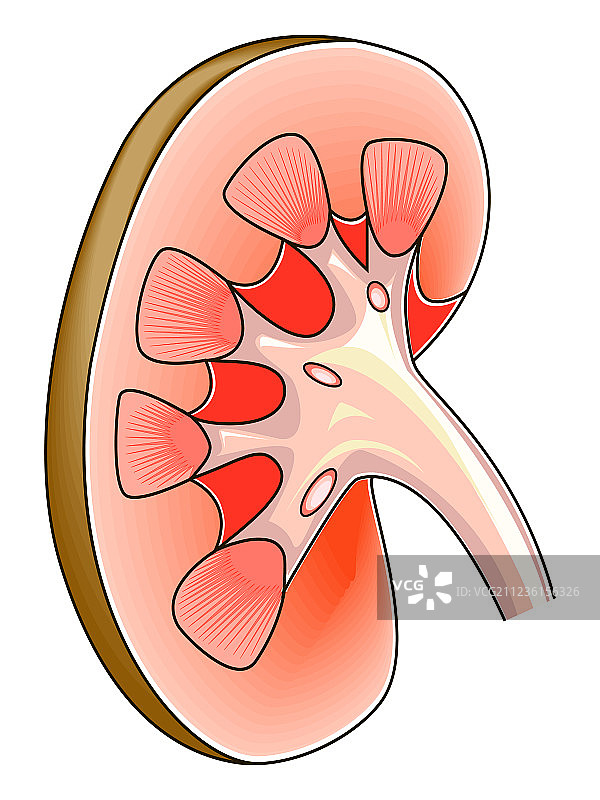 肾脏横截面解剖图图片素材