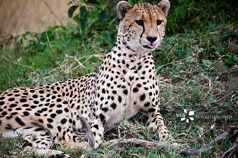 非洲豹子图片素材