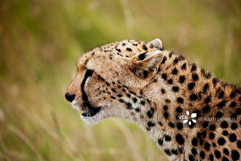 非洲豹子图片素材