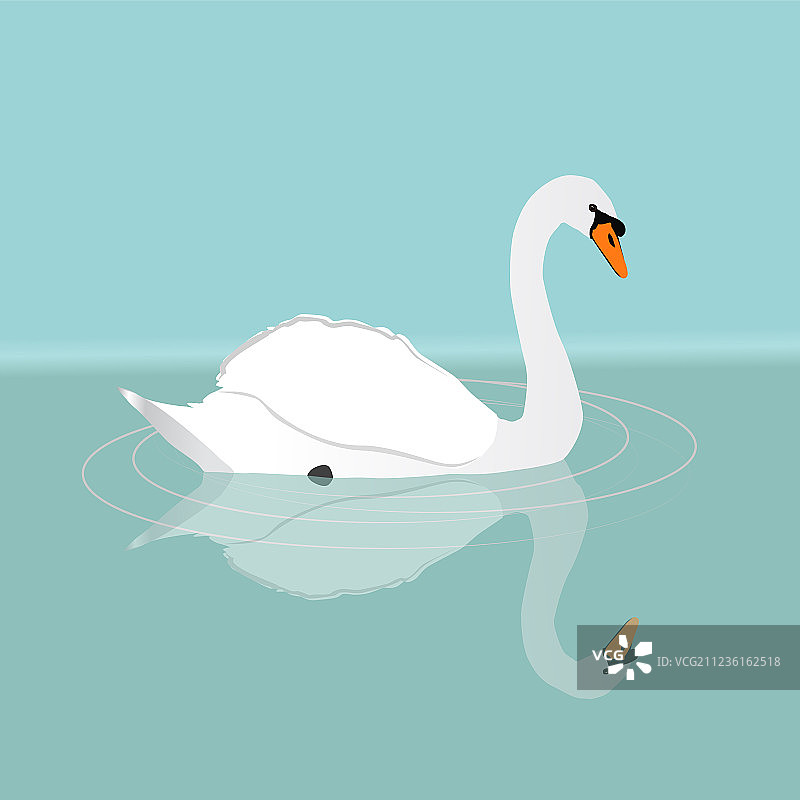 疣鼻天鹅图片素材