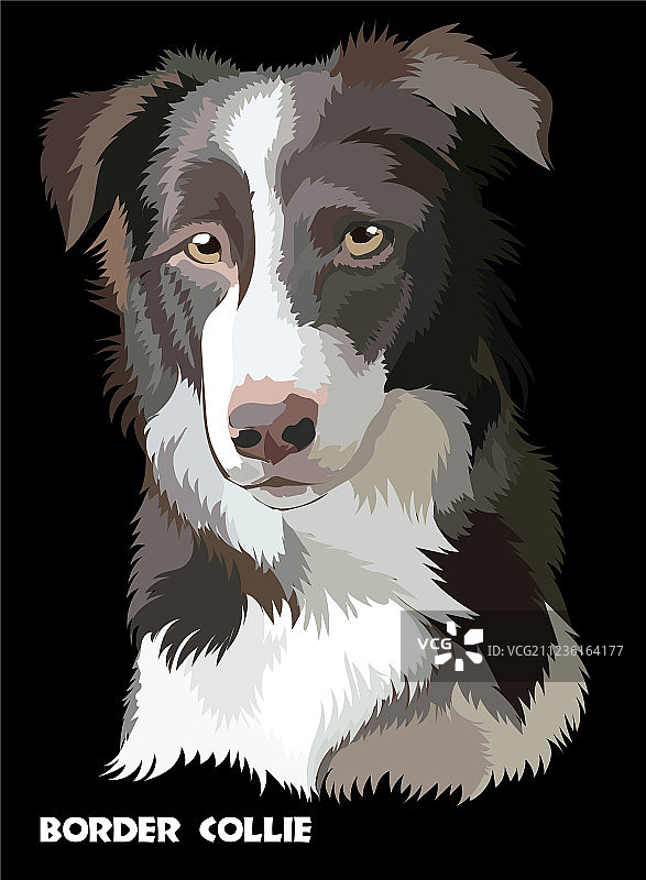 彩色边境牧羊犬图片素材