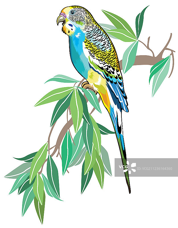 澳大利亚鹦鹉图片素材